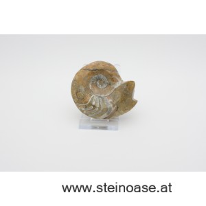 Ammonite  poliert